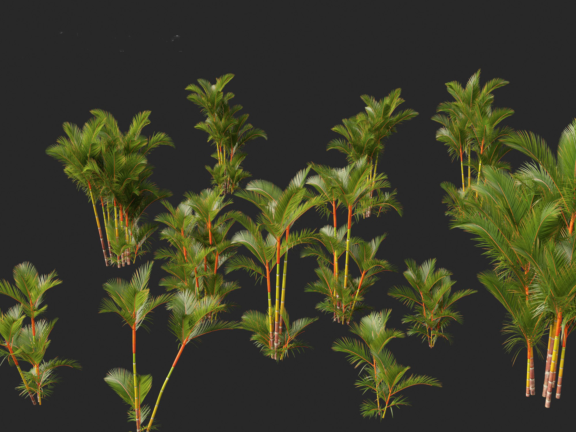 Cyrtostachys renda - Lipstick Palm 3D model_2