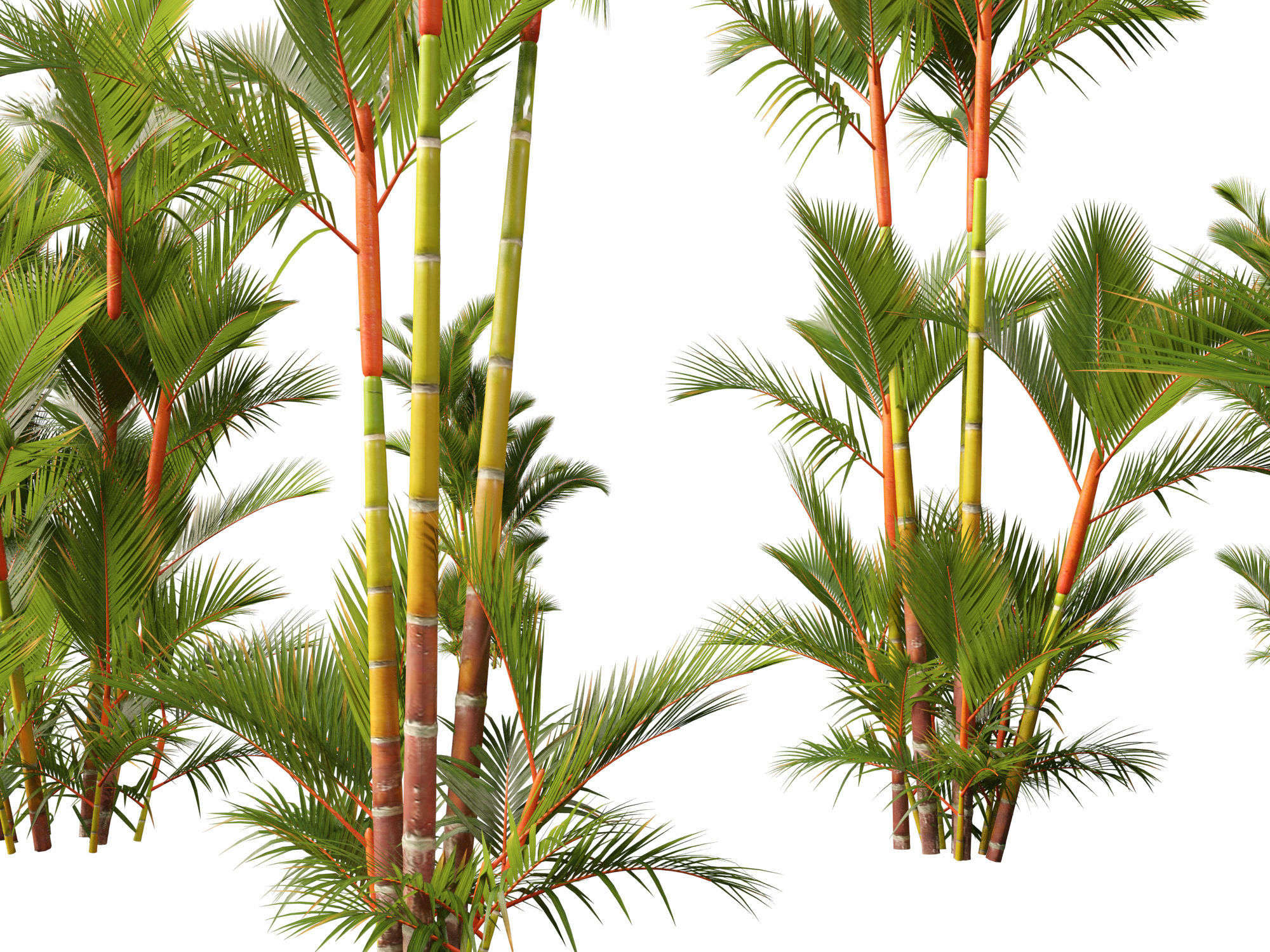 Cyrtostachys renda - Lipstick Palm 3D model_1