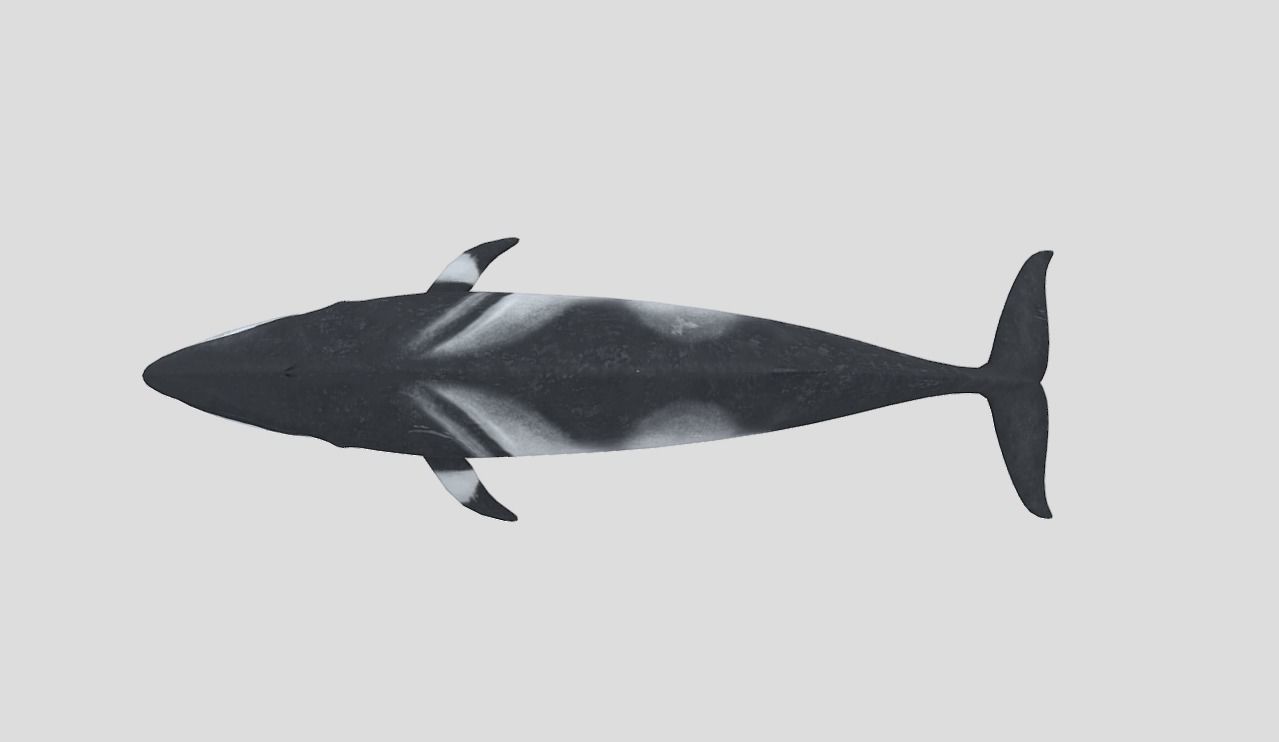Minke Whale Low-poly 3D model_8