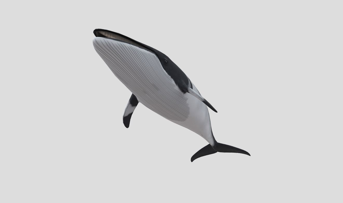 Minke Whale Low-poly 3D model_4