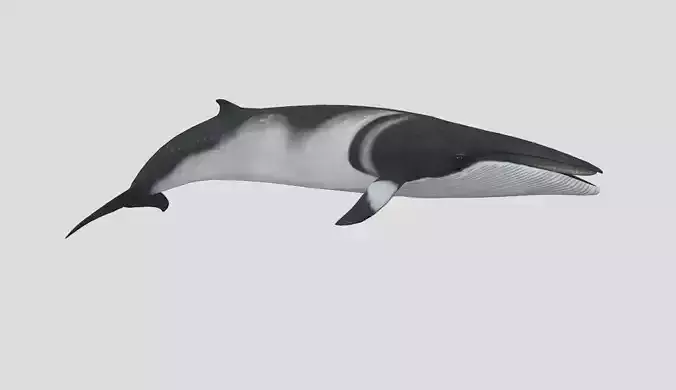 Minke Whale Low-poly 3D model