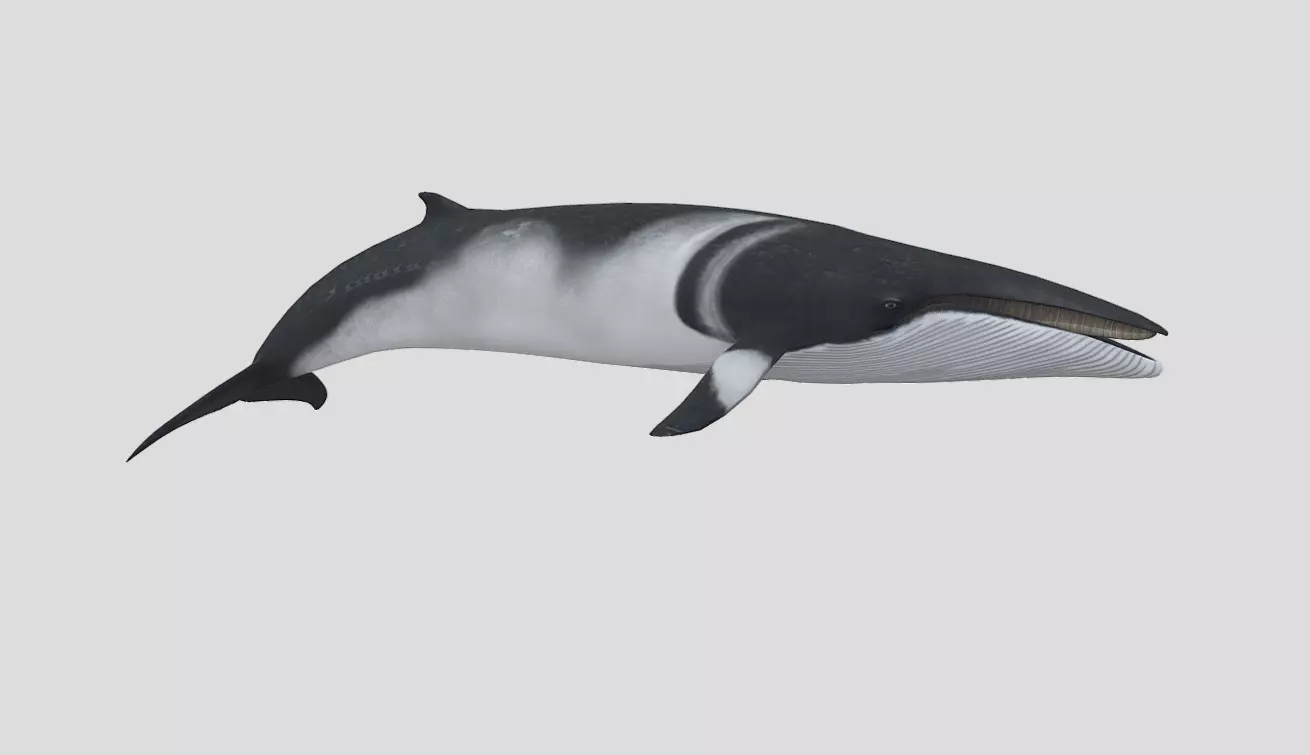 Minke Whale Low-poly 3D model_0