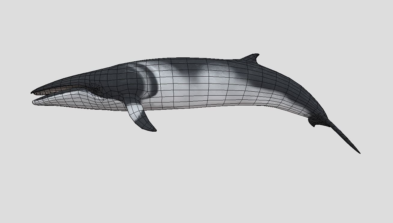 Minke Whale Low-poly 3D model_3