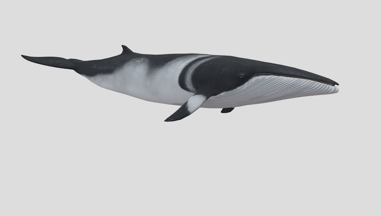 Minke Whale Low-poly 3D model_2