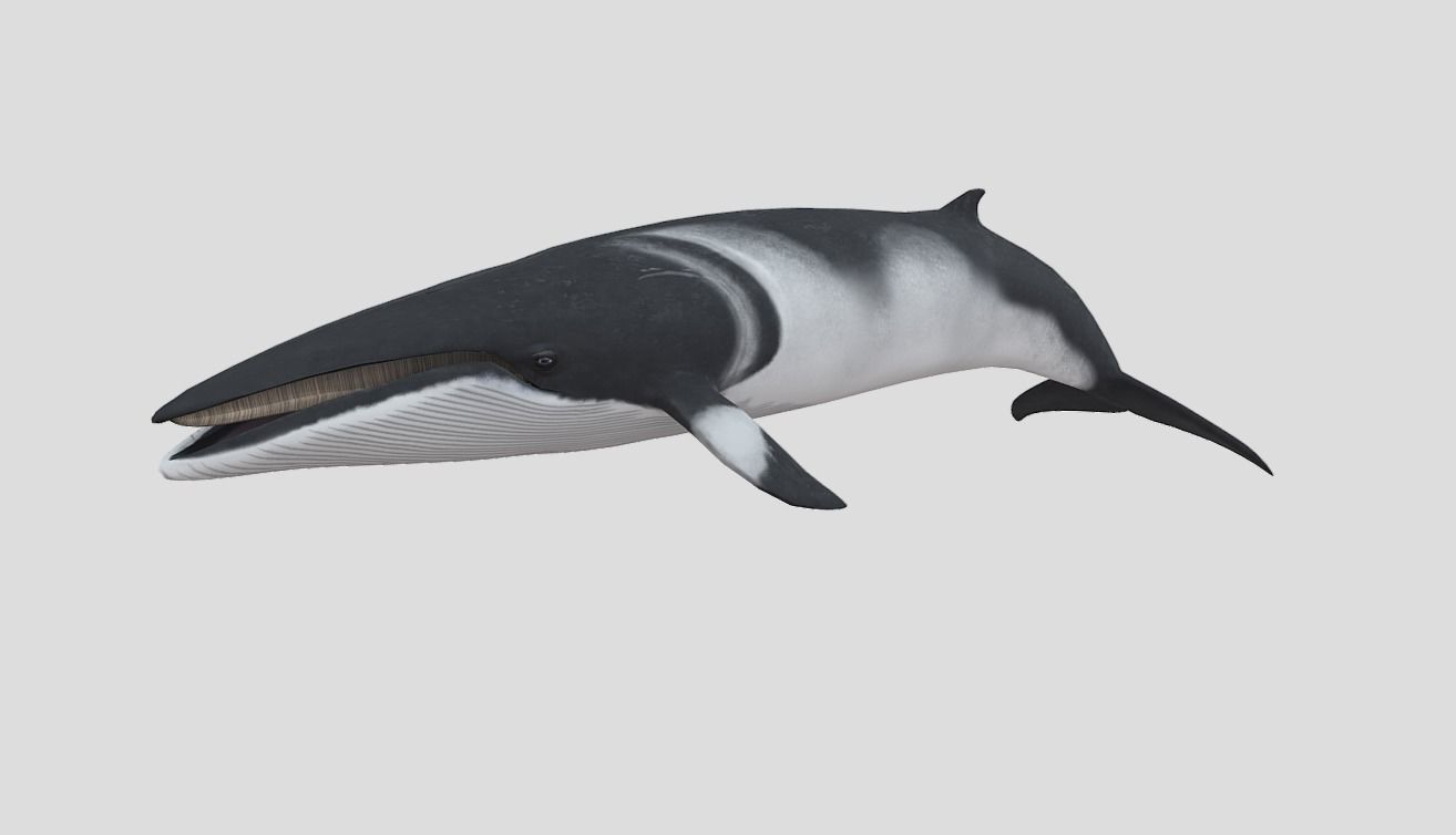 Minke Whale Low-poly 3D model_7