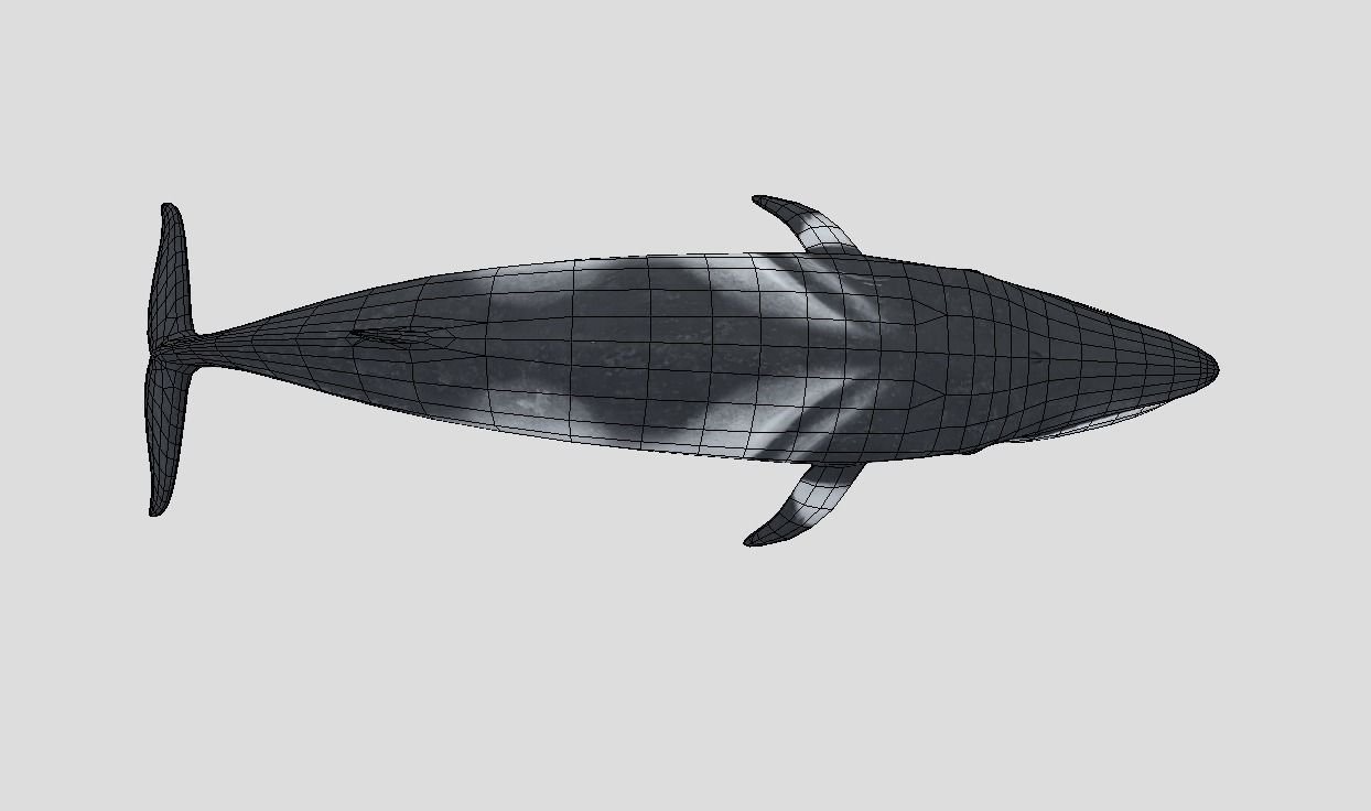Minke Whale Low-poly 3D model_6