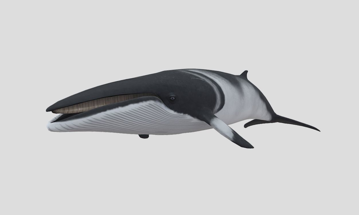 Minke Whale Low-poly 3D model_5