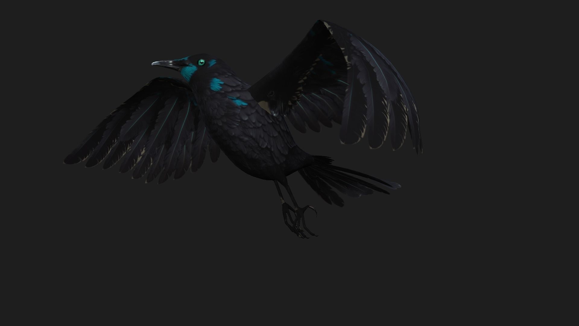 Raven A2 3D model_5