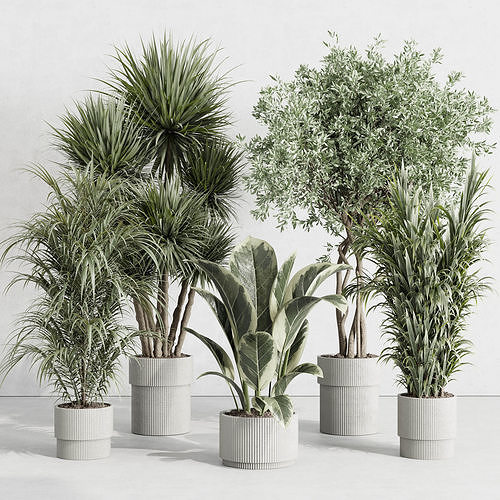 indoor plant set 414 plant ficus elastica tree palm bush Low-poly 3D model