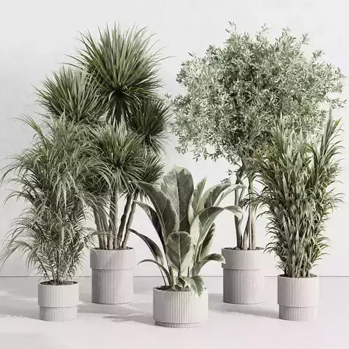 indoor plant set 414 plant ficus elastica tree palm bush