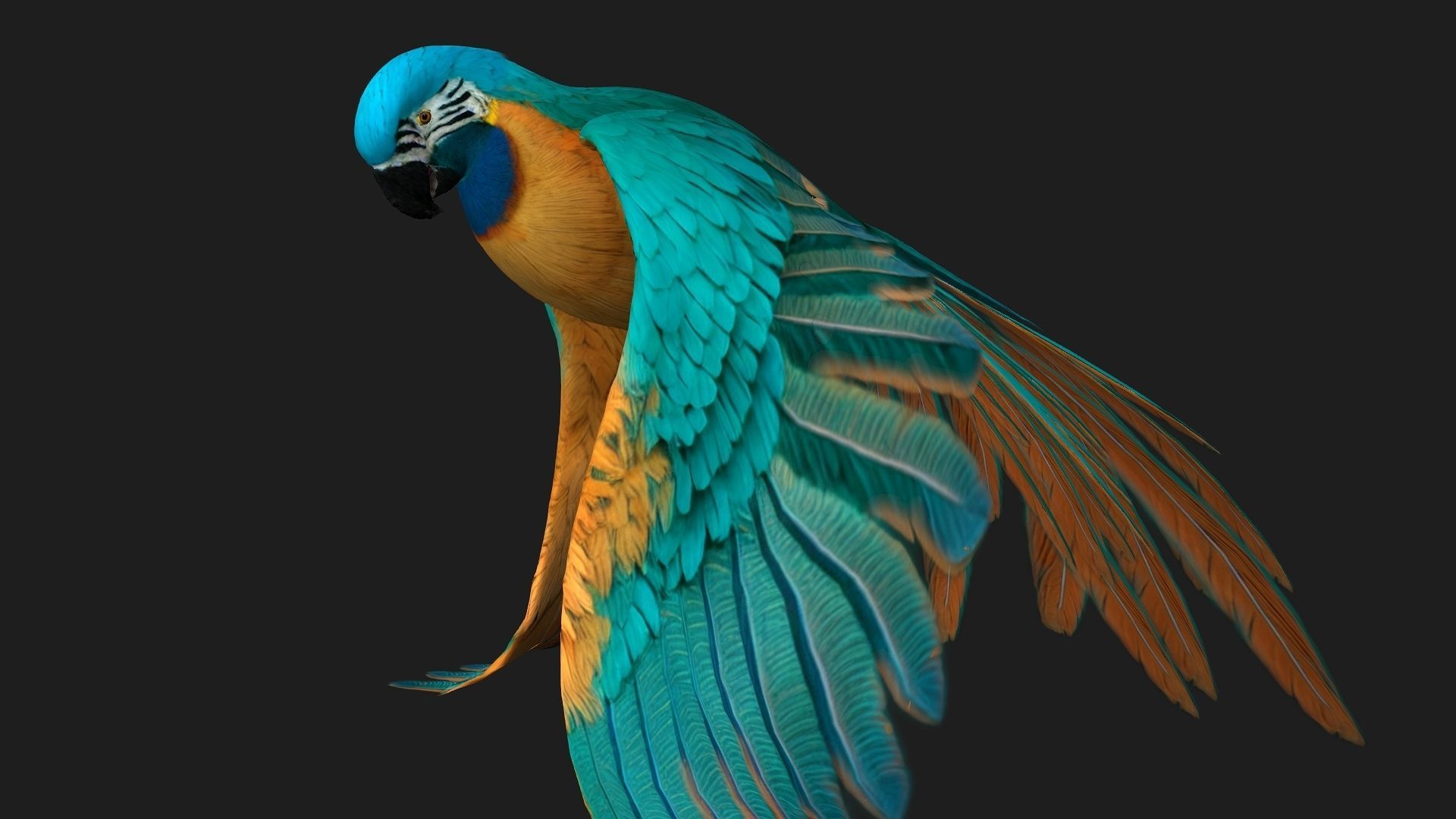 Parrot A1 3D model_7
