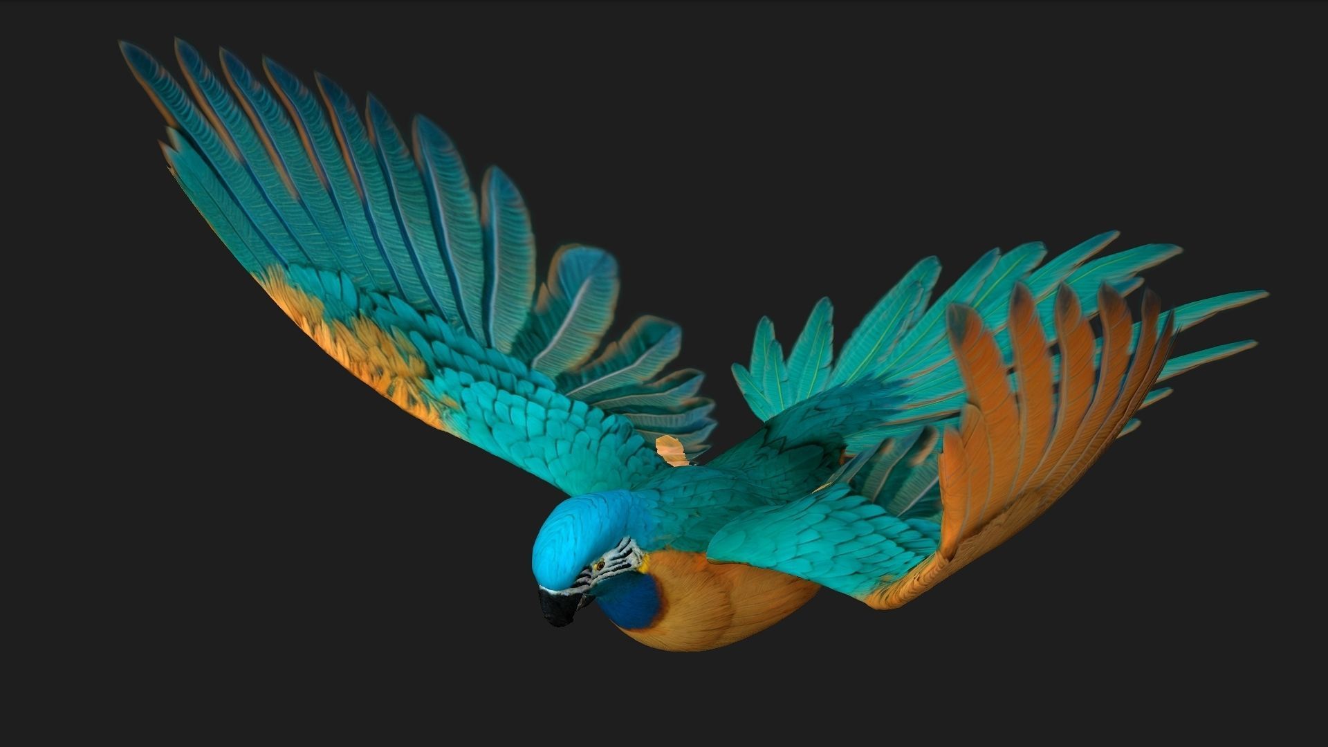 Parrot A1 3D model_2