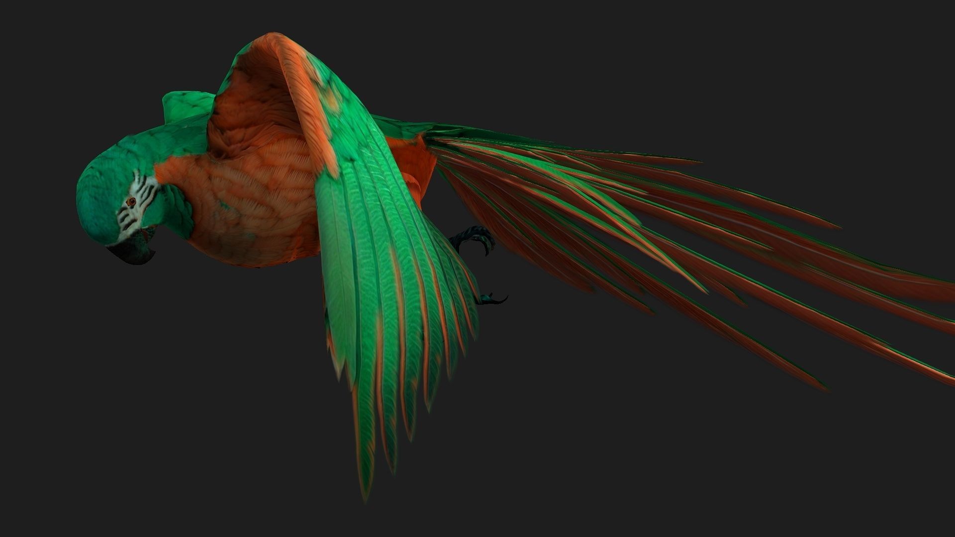 Parrot A2 3D model_6