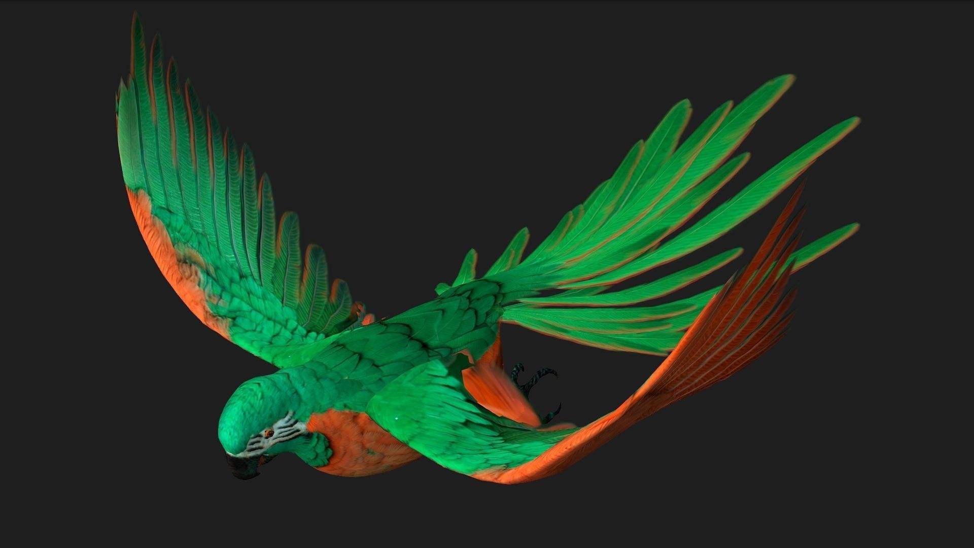 Parrot A2 3D model_5