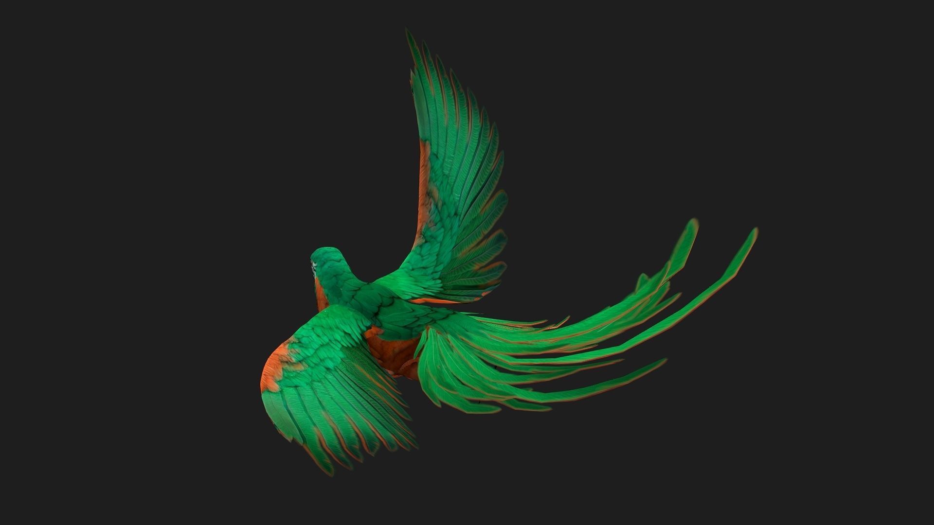 Parrot A2 3D model_4