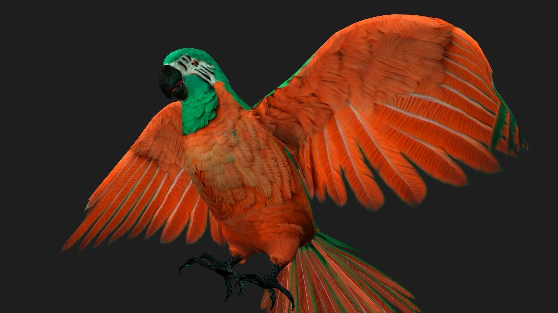 Parrot A2 3D model_2