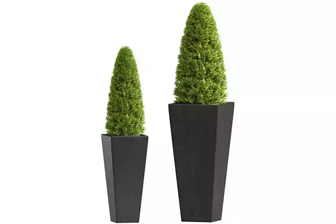Decorative tree Thuja  Boxwood Pine in garden vase Patio Porch  