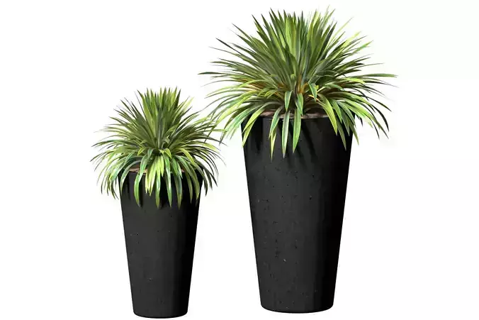 Decorative Yucca plant in modern pot Entrance Front Patio Porch  3D model