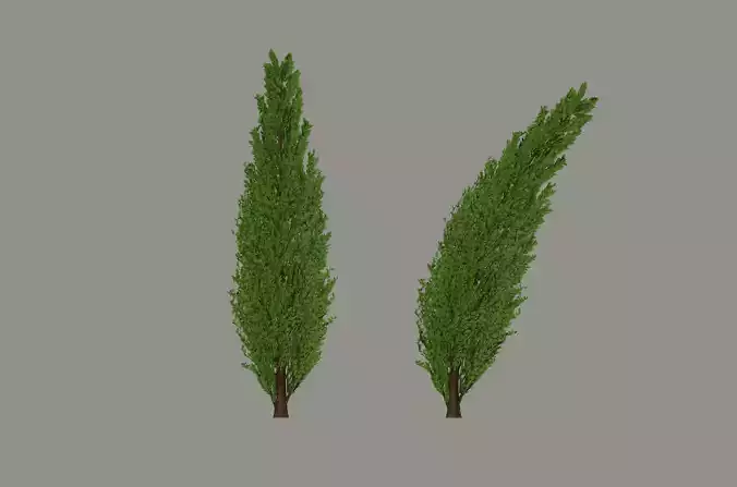 Tall Tree 3D model