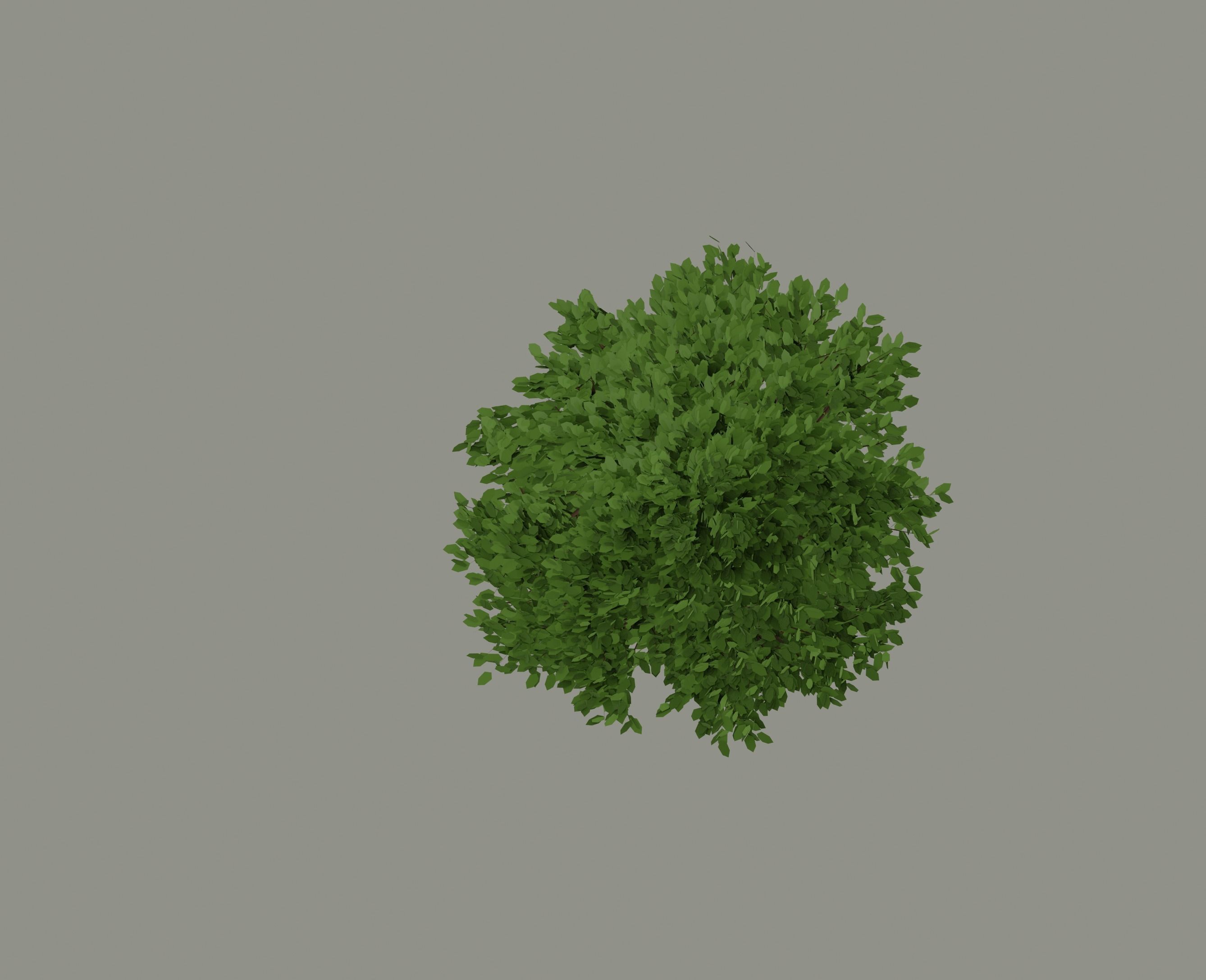 Tall Tree 3D model_9