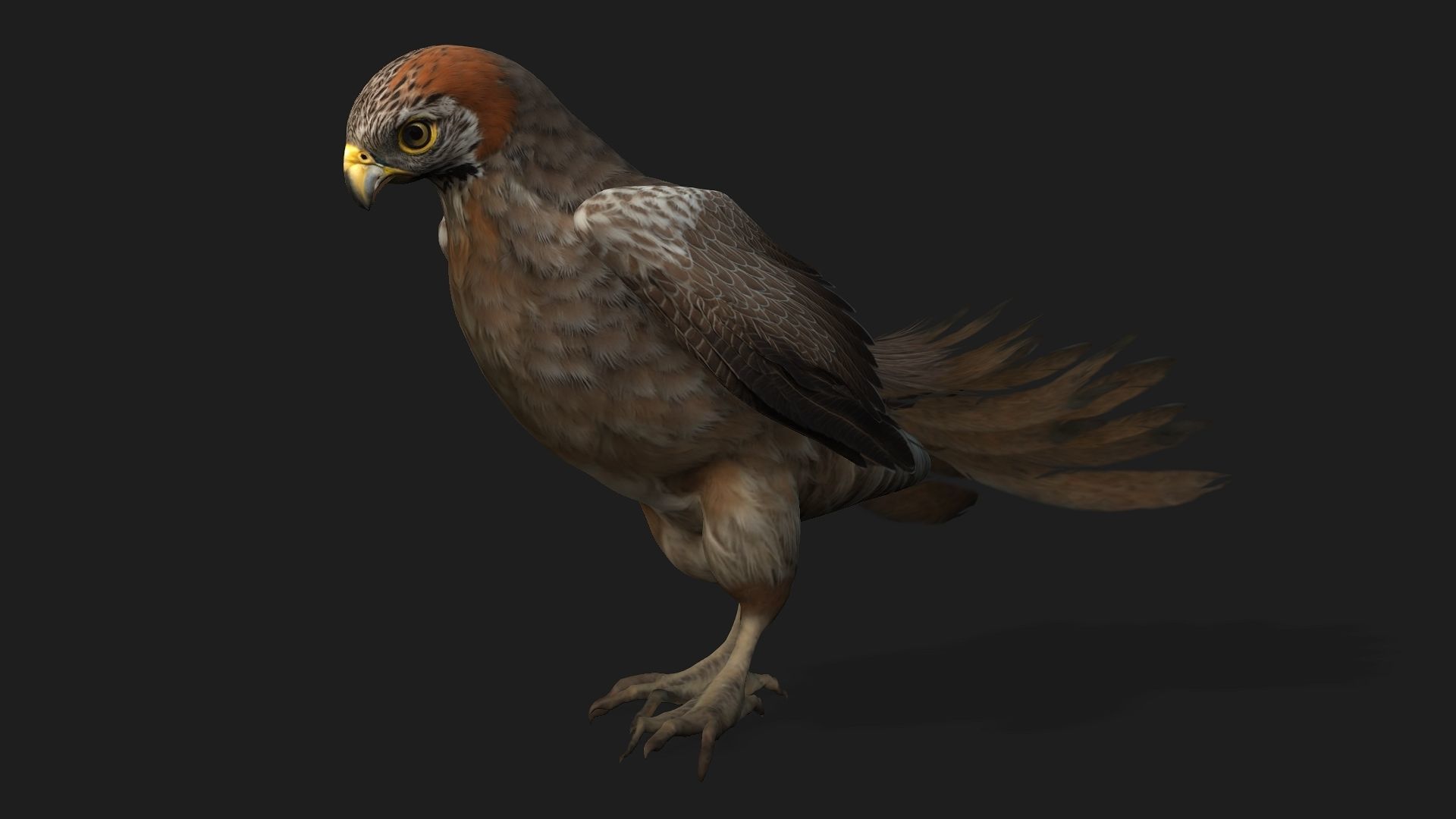 Kestrel B2 3D model_2