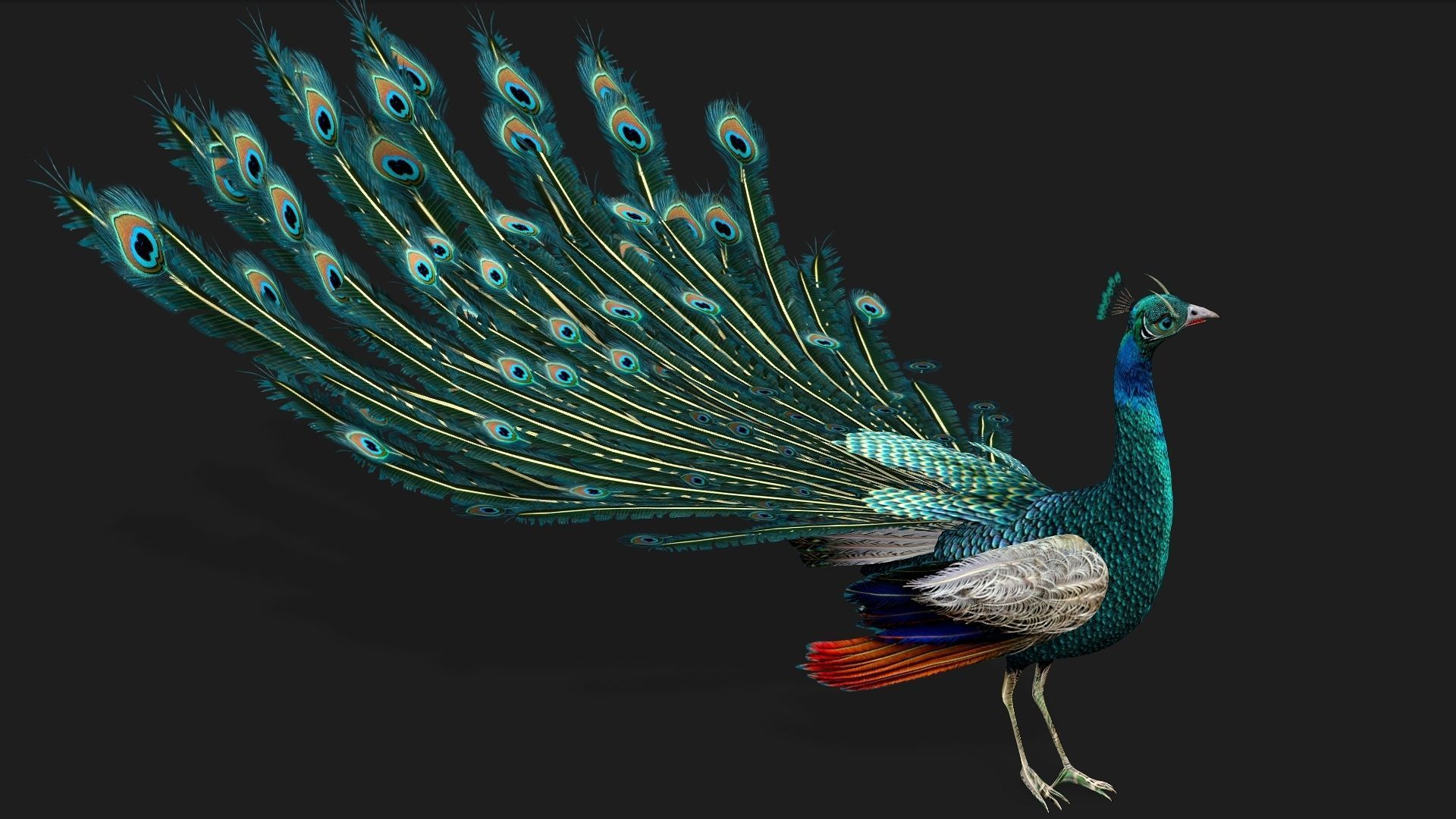 Peacock V1E 3D model_6