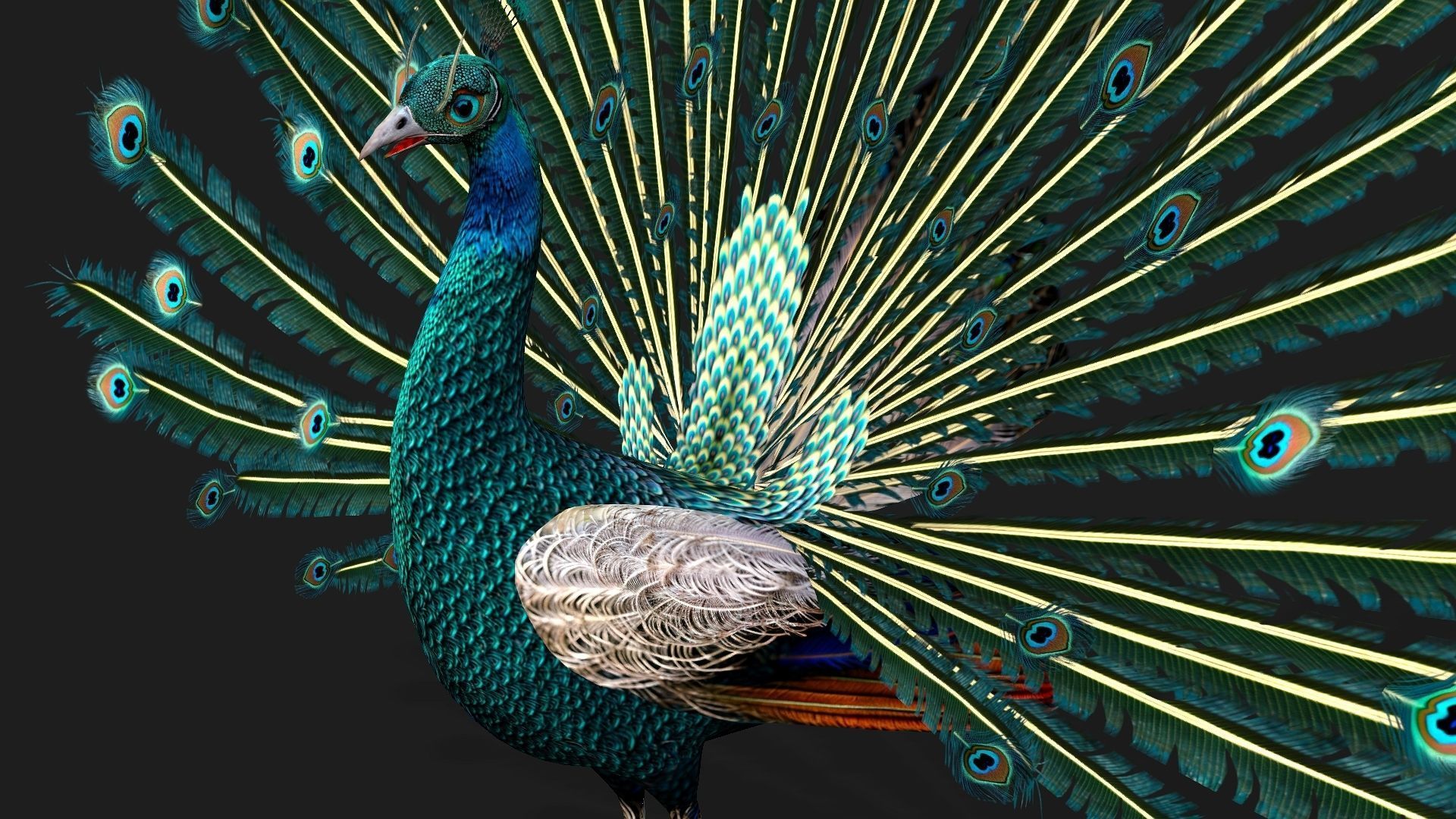 Peacock V1E 3D model_4