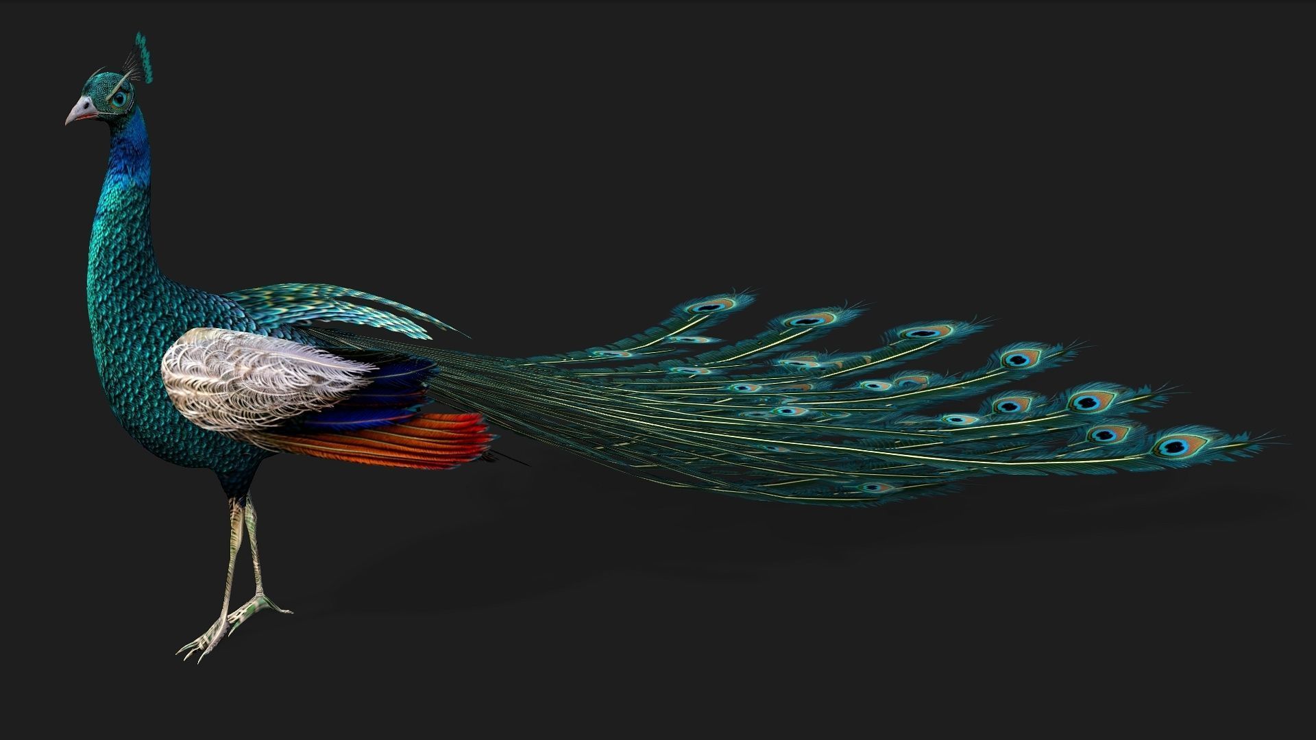 Peacock V1E 3D model_2