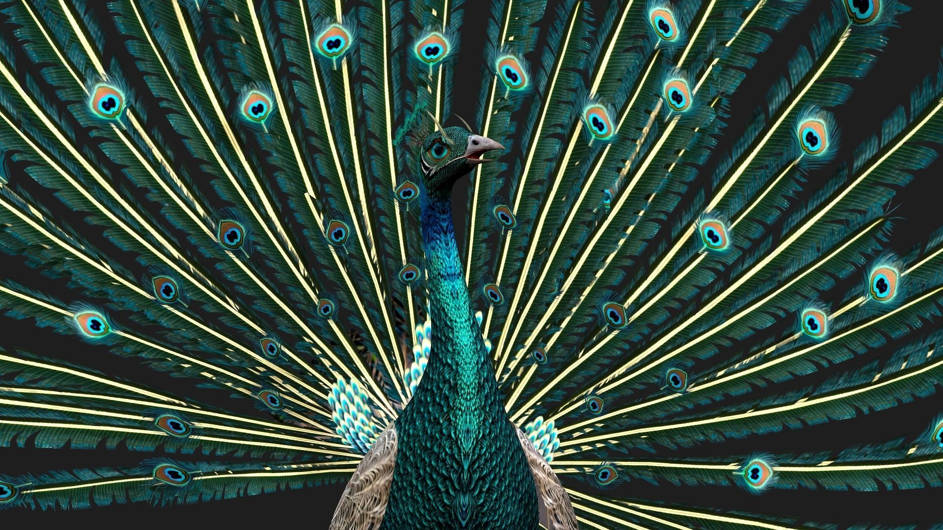 Peacock V1E 3D model_5