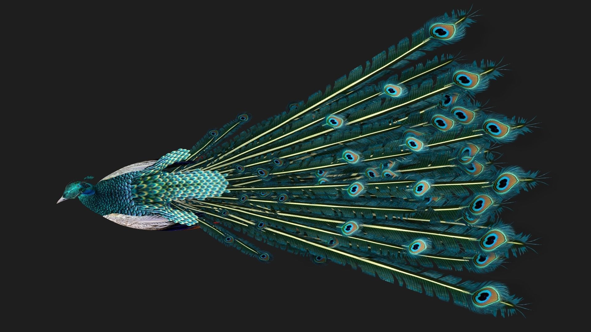 Peacock V1E 3D model_3