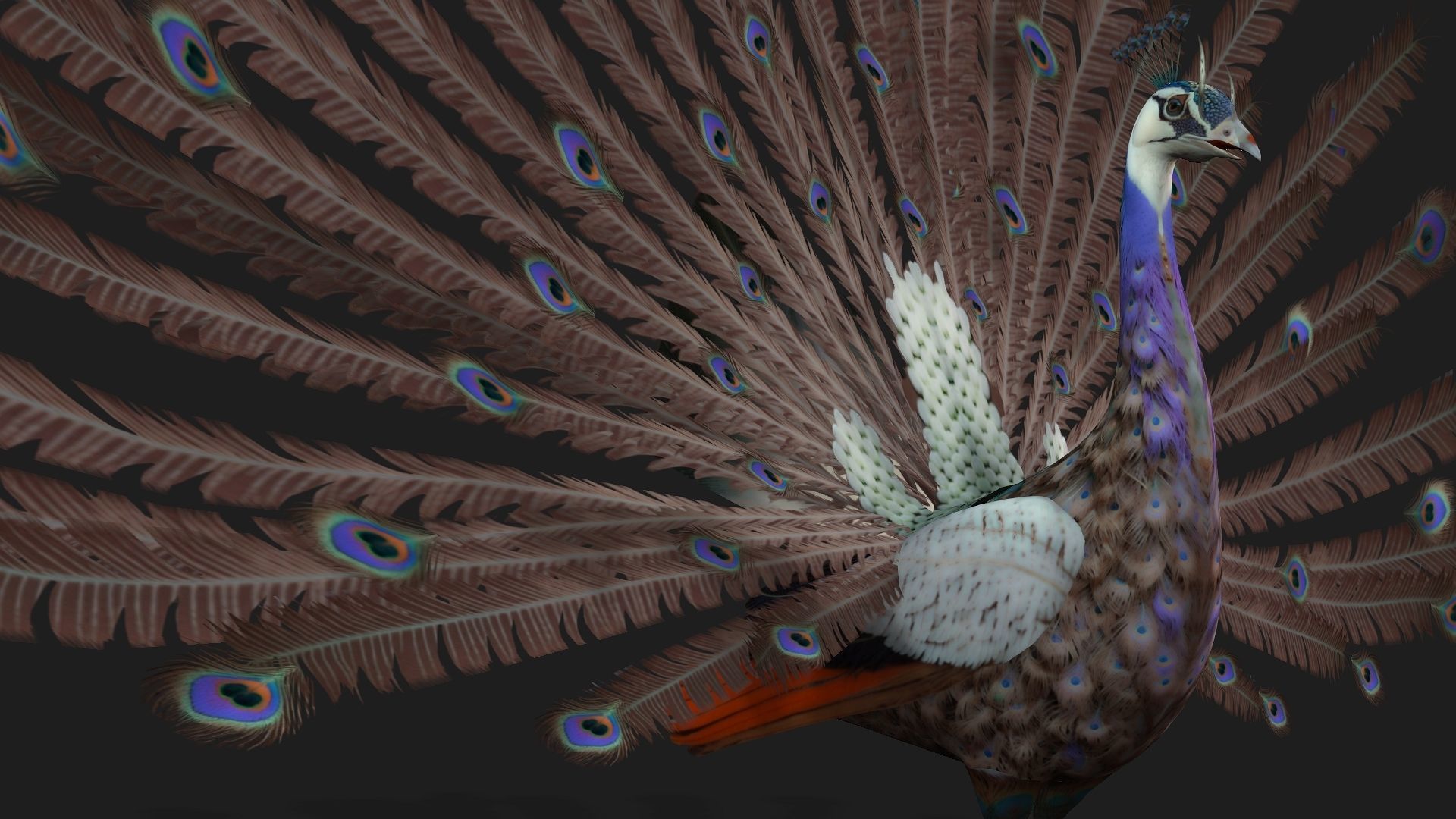 Peacock V2E 3D model_5
