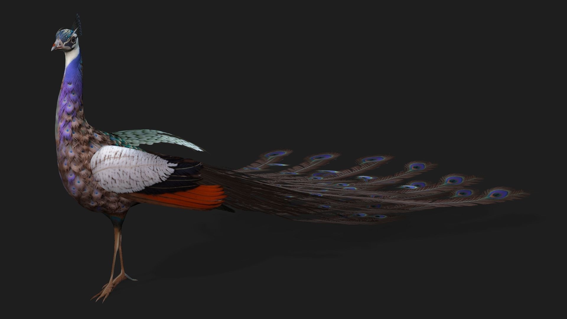 Peacock V2E 3D model_2