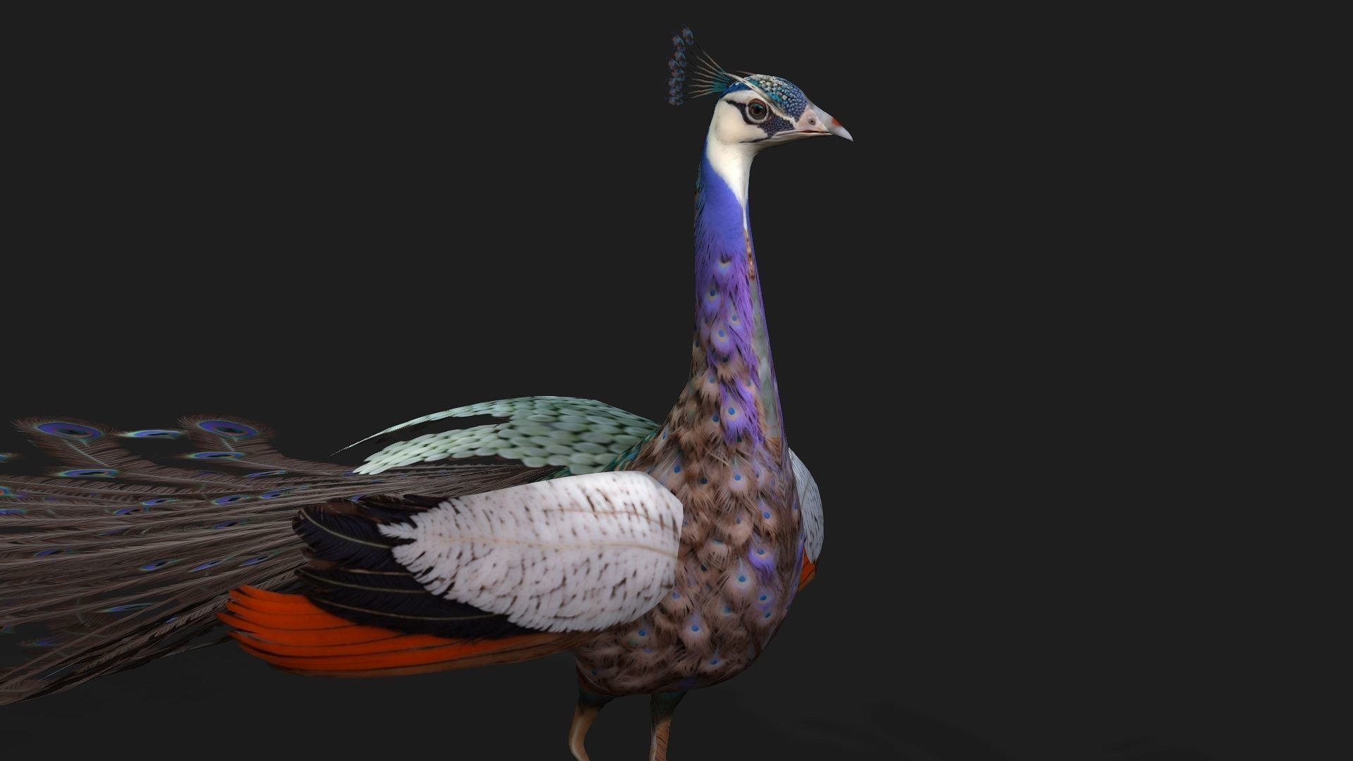 Peacock V2E 3D model_3