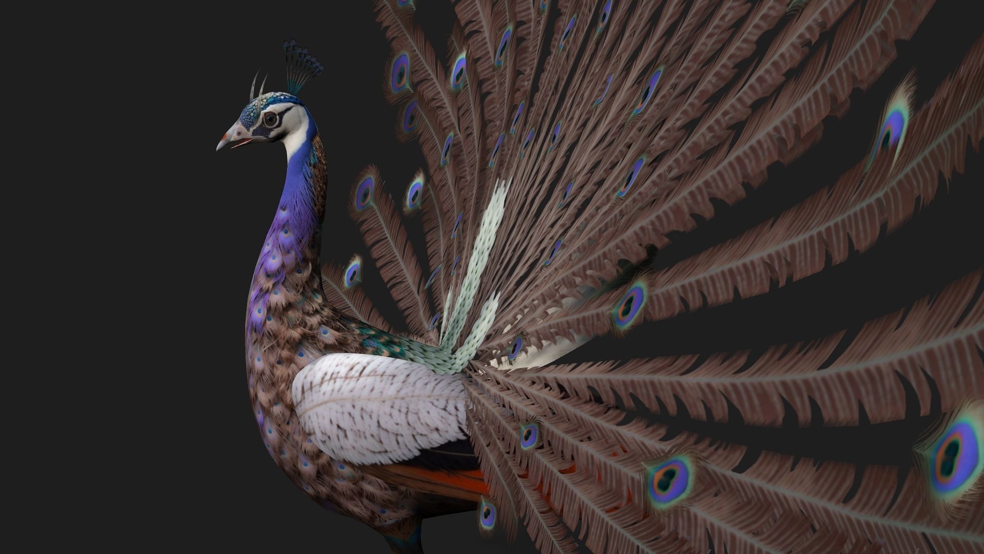 Peacock V2E 3D model_6