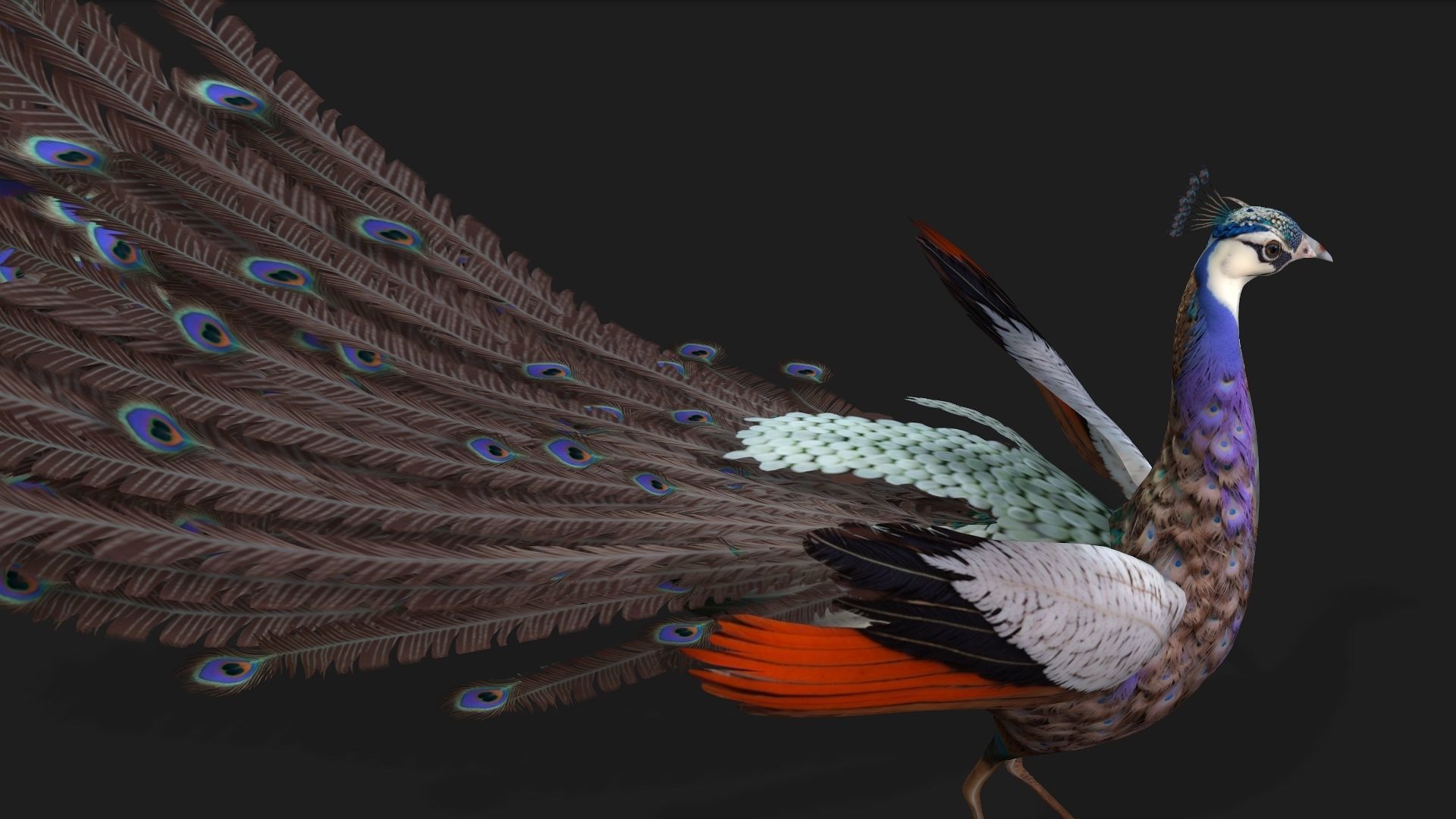 Peacock V2E 3D model_4