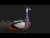 Peacock V2E 3D model_1