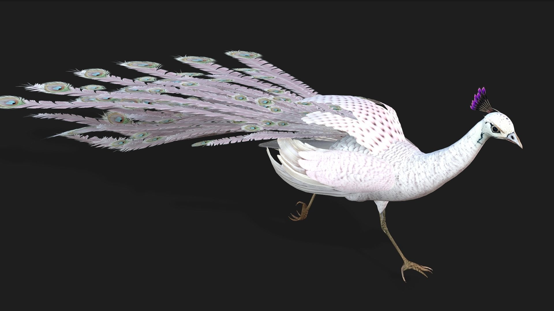 Peacock V3E 3D model_6