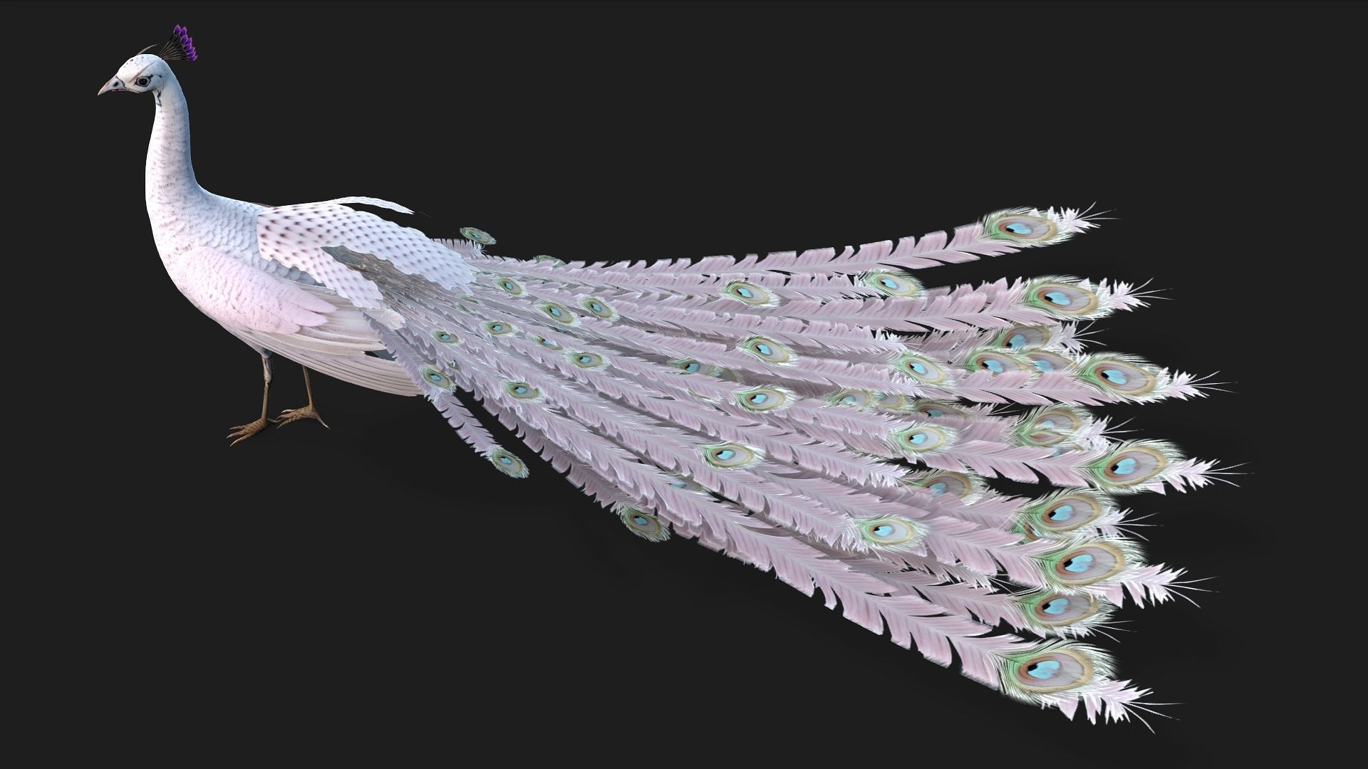 Peacock V3E 3D model_3