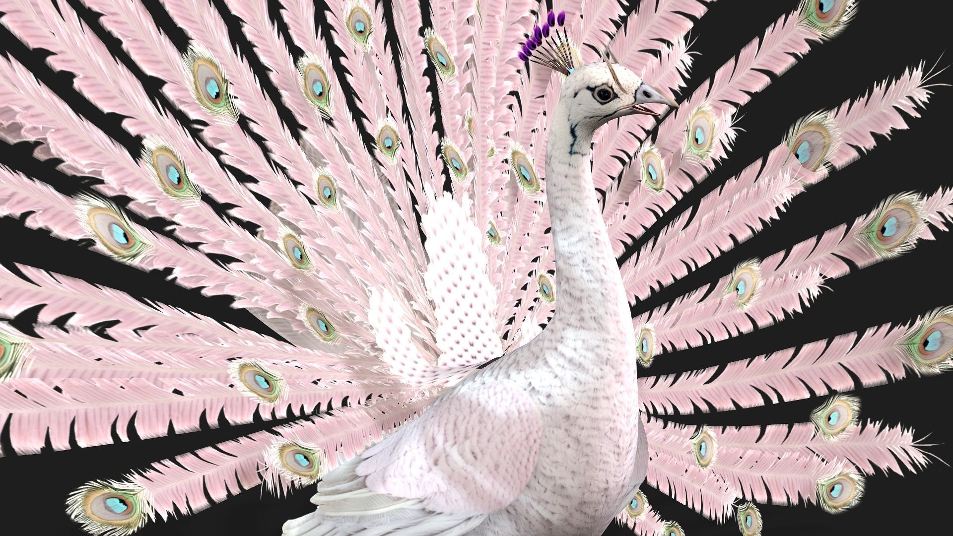 Peacock V3E 3D model_5