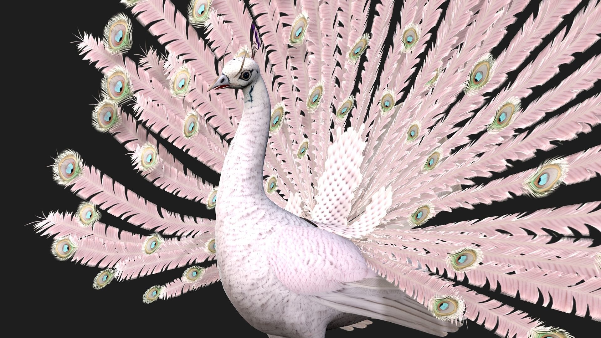 Peacock V3E 3D model_4