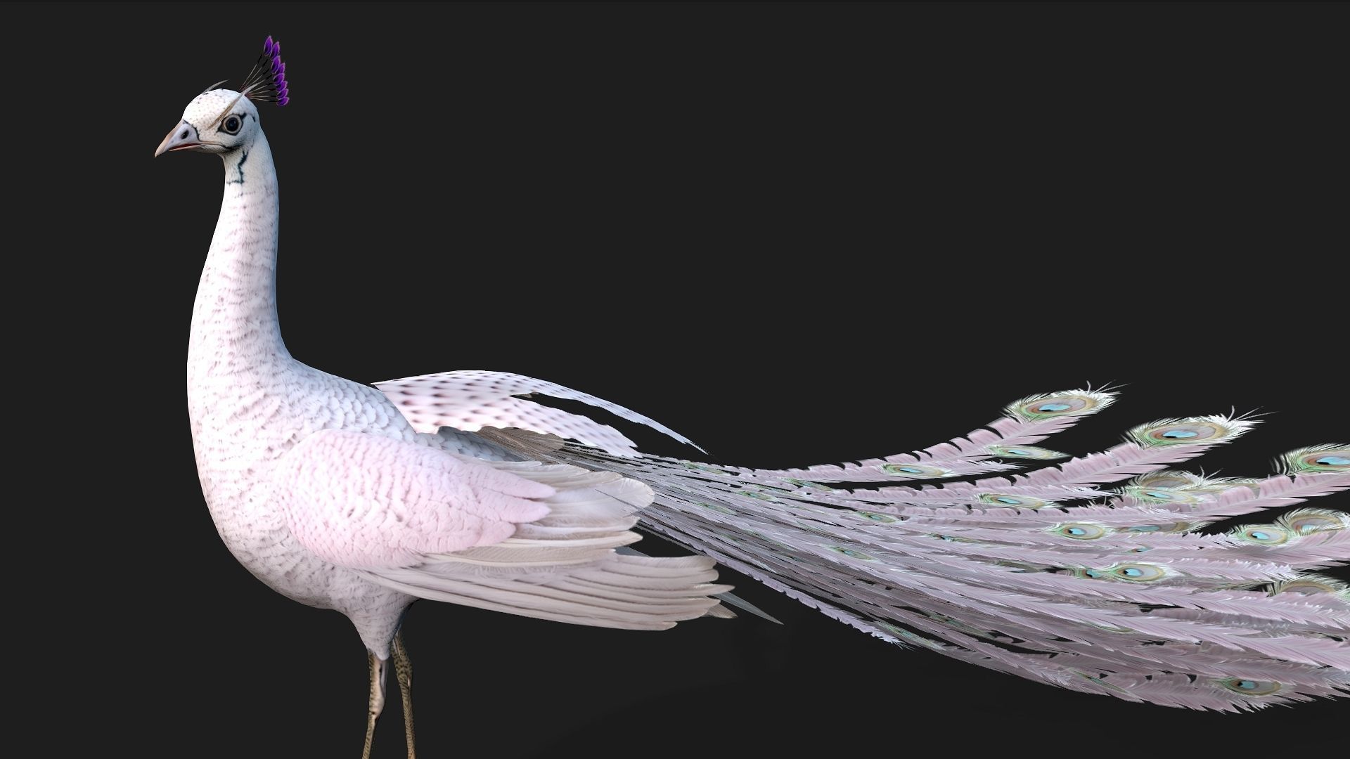 Peacock V3E 3D model_2
