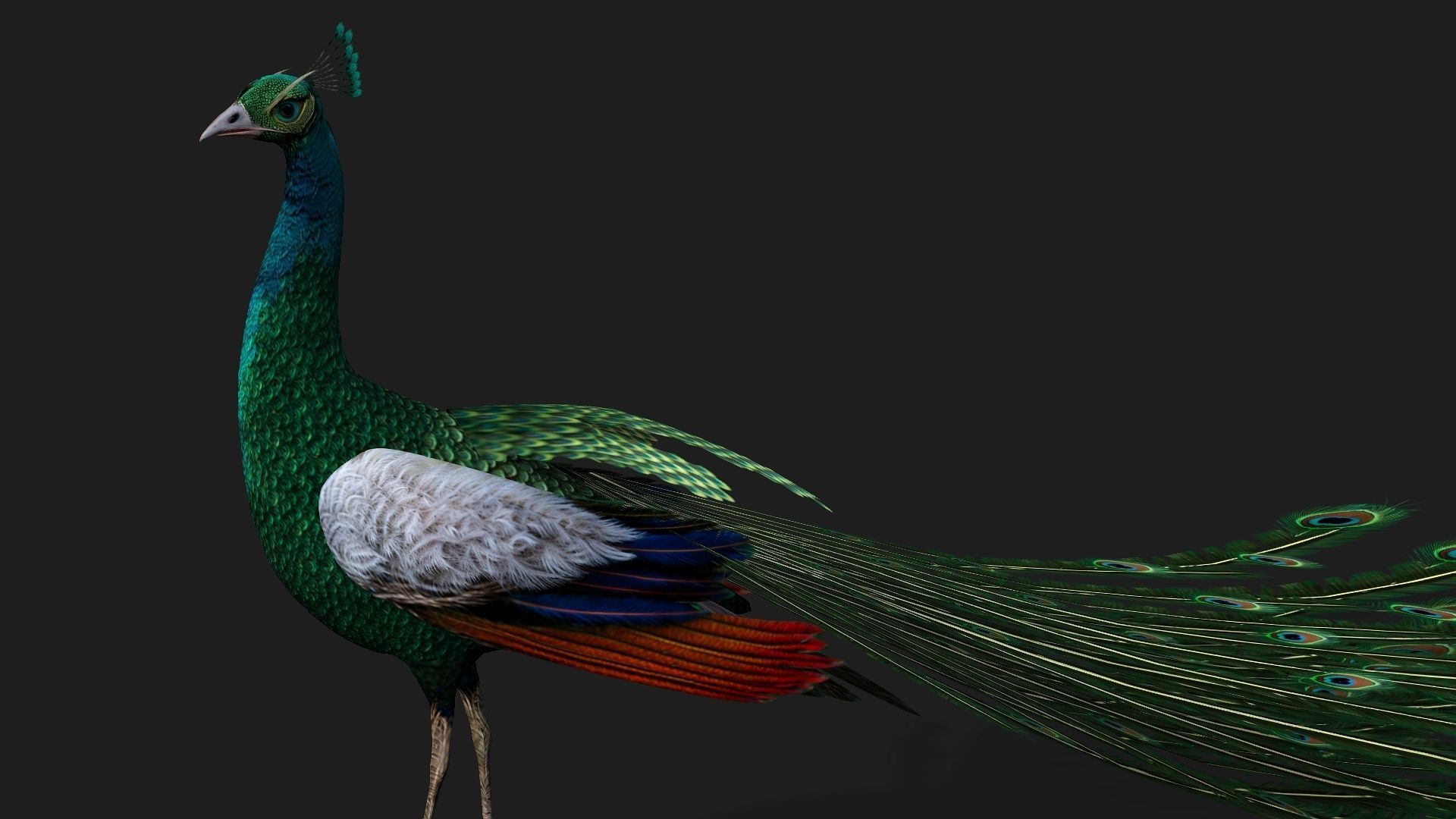 Peacock V4E 3D model_5