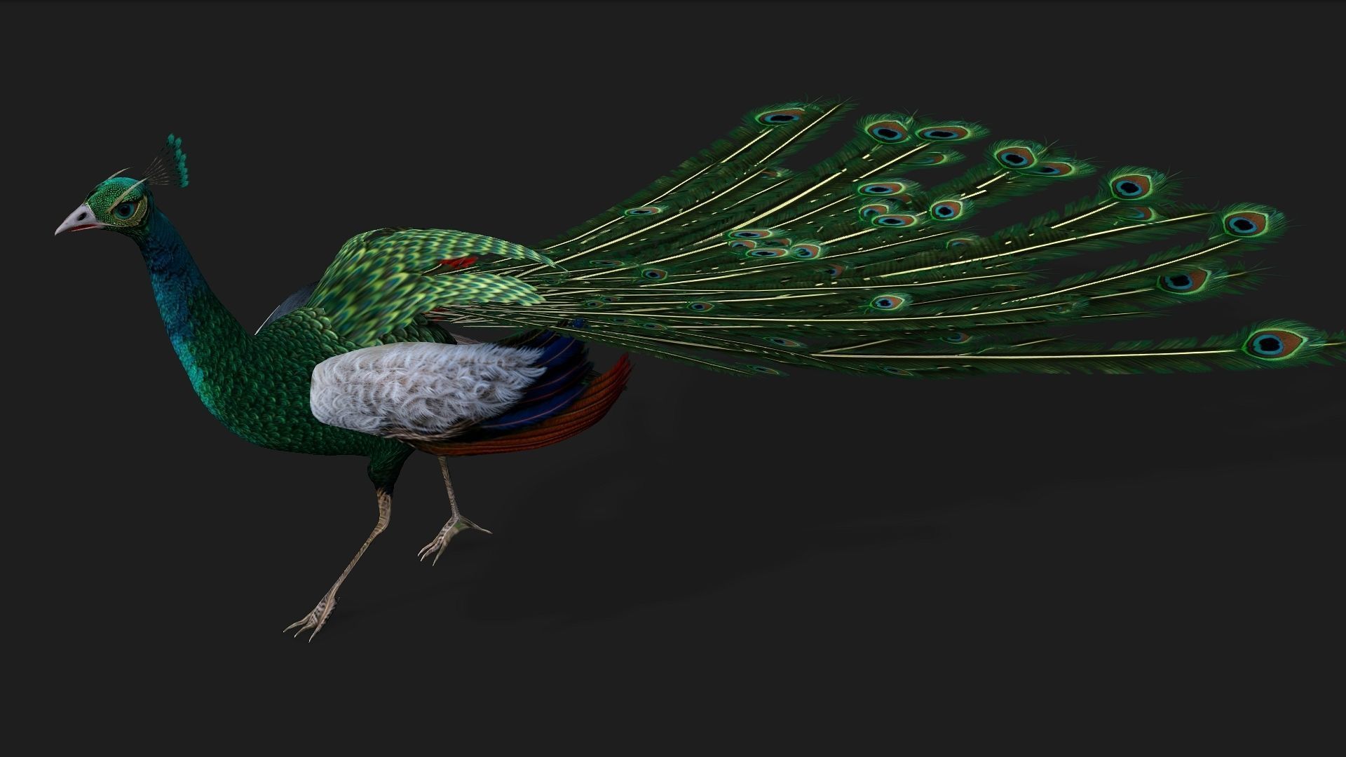 Peacock V4E 3D model_6