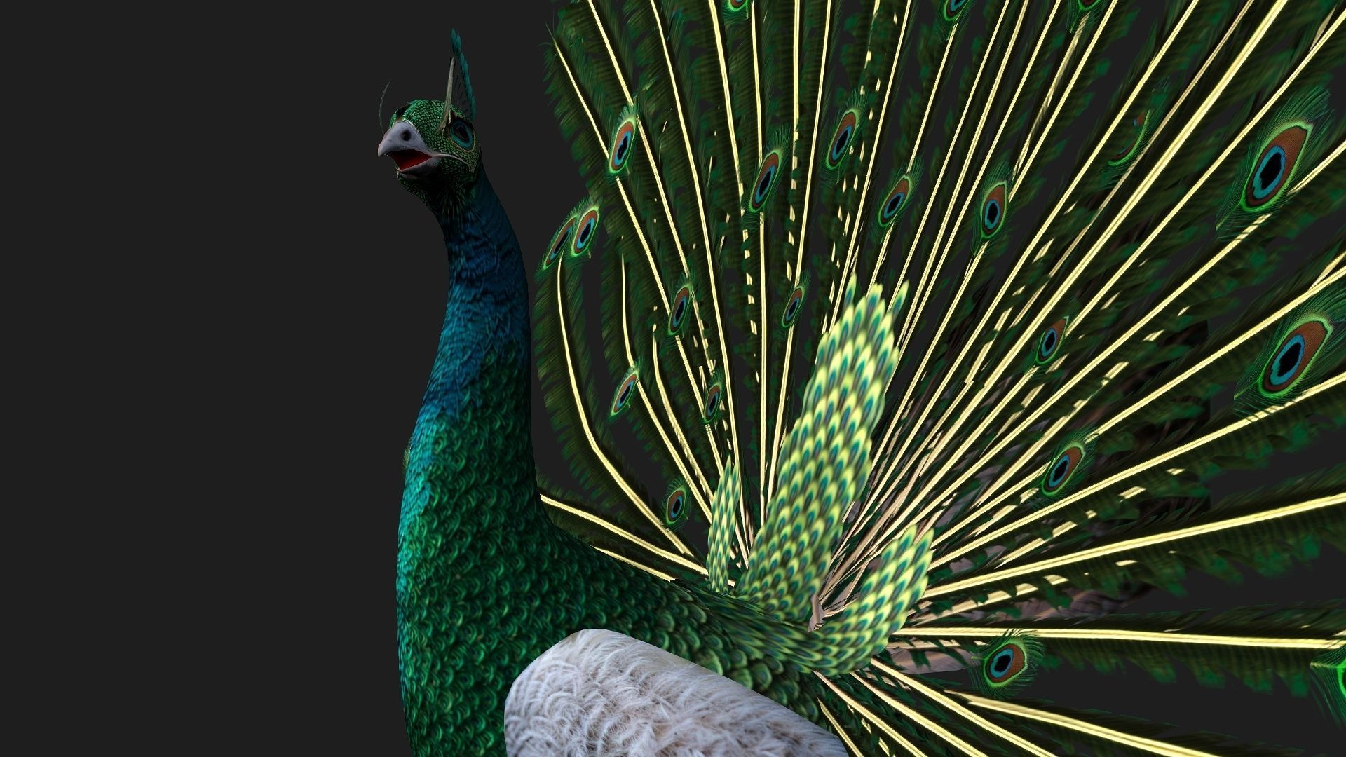 Peacock V4E 3D model_9