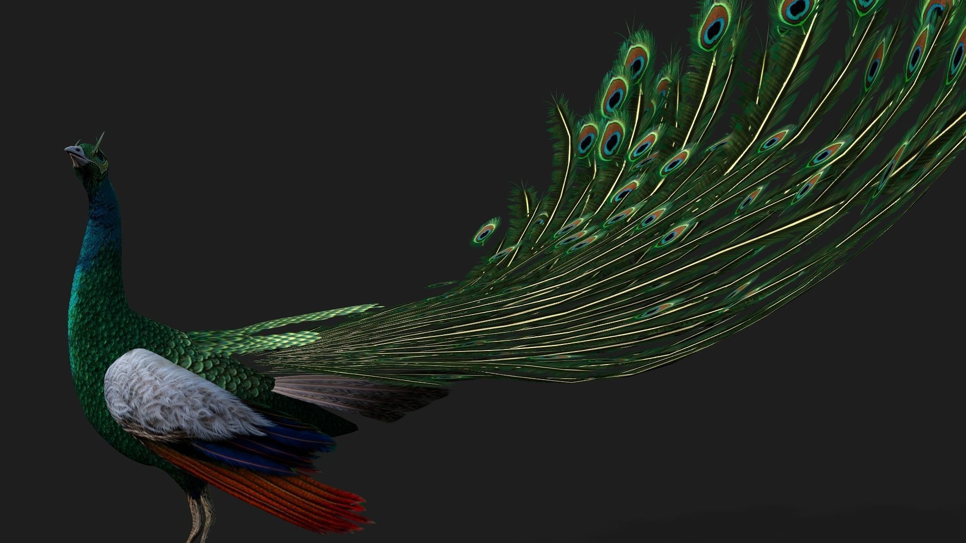 Peacock V4E 3D model_7