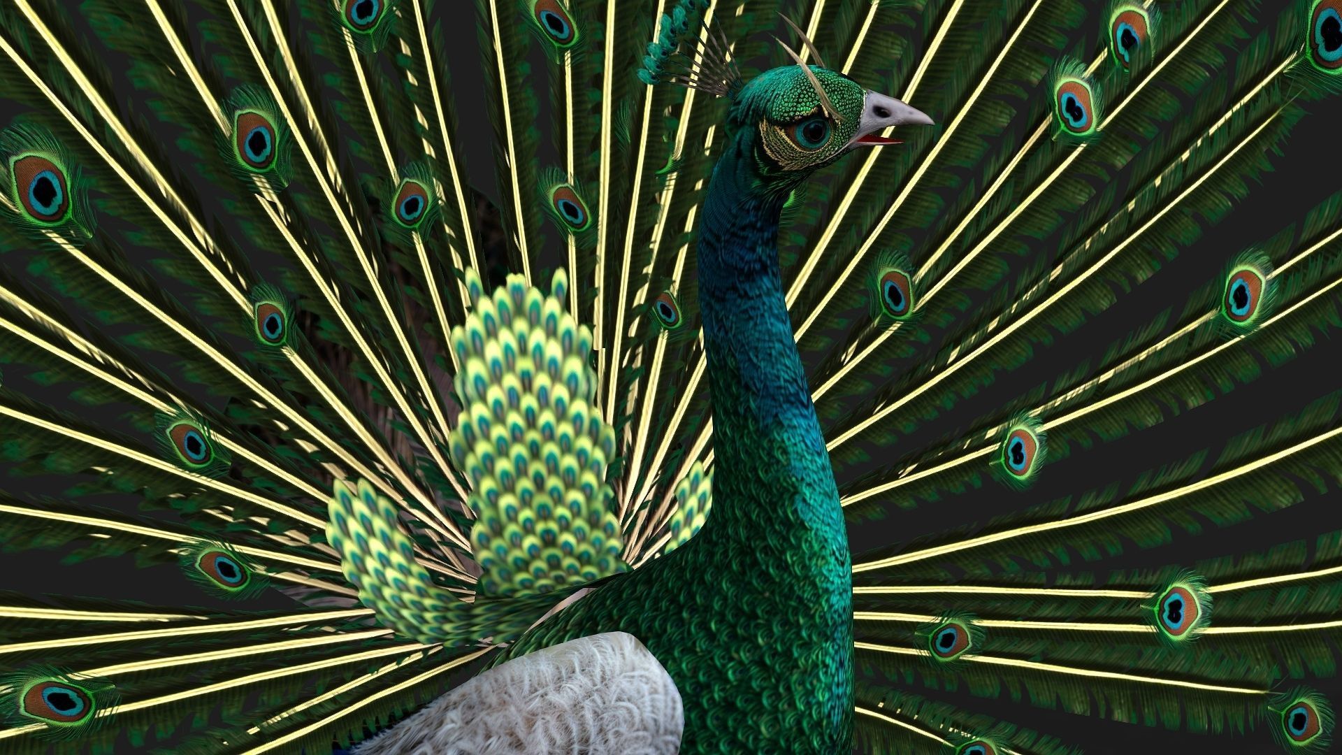 Peacock V4E 3D model_8