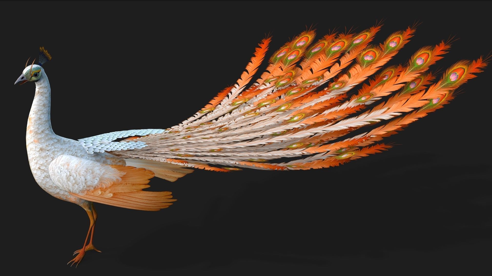 Peacock V5E 3D model_6