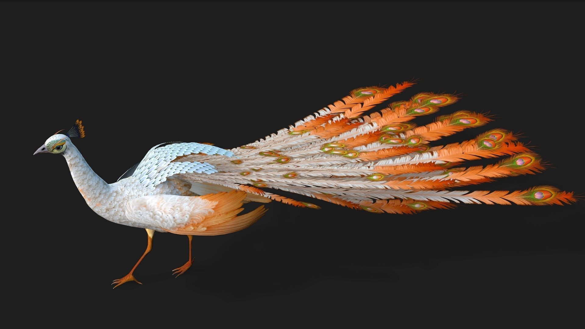Peacock V5E 3D model_2