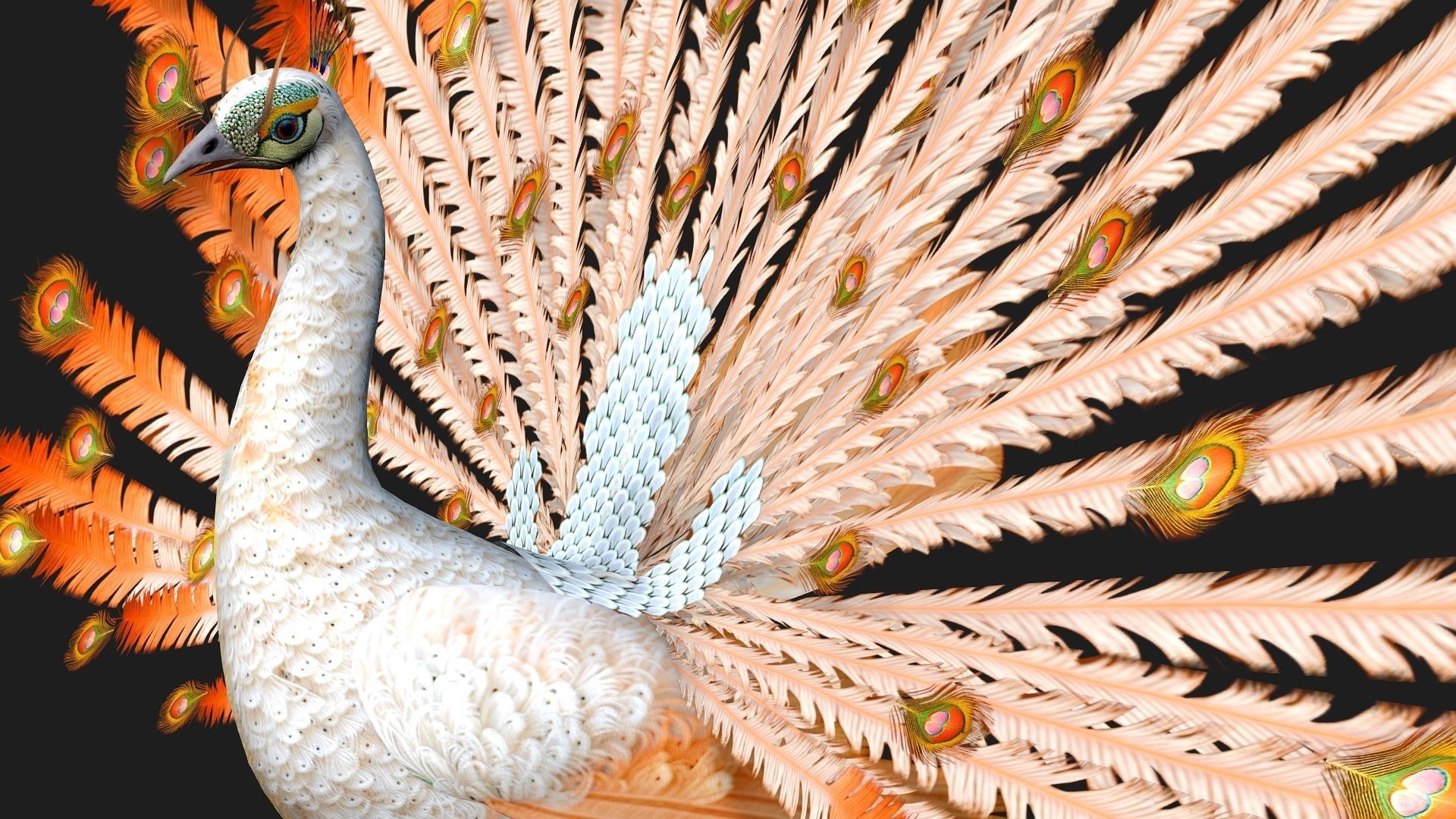 Peacock V5E 3D model_5