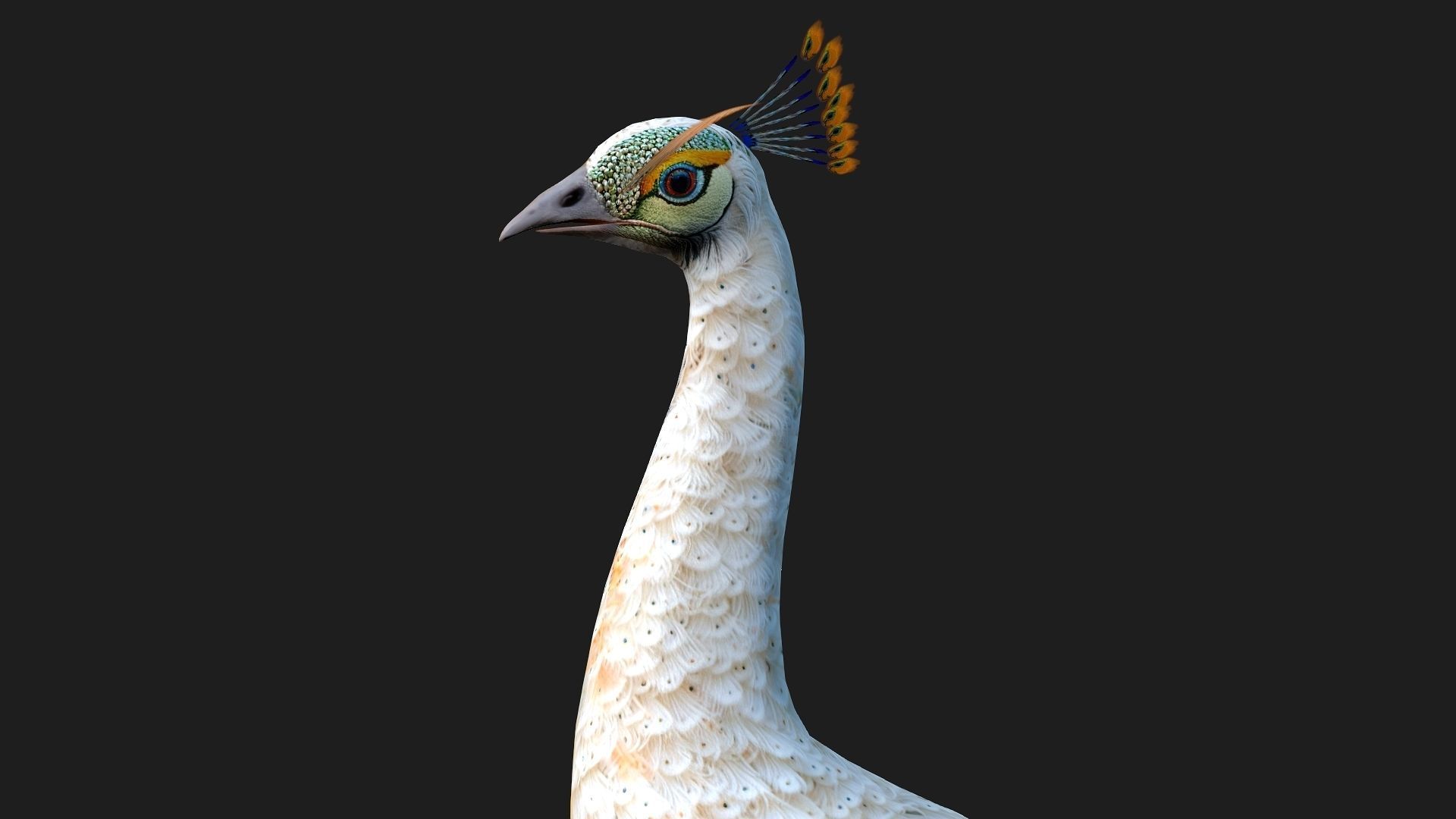 Peacock V5E 3D model_3